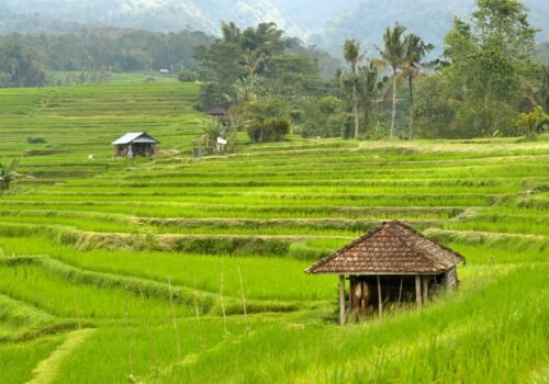 Jatiluwih Rice Terrace 1